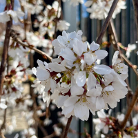 Слива (сакура) White fontaine купить