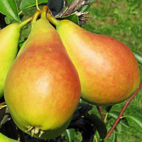 Груша Ізольда купить