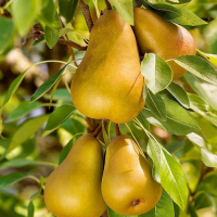 Груша карликовая Санреми купить