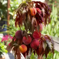 Персик карликовий Сувенір купить