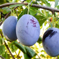 Слива Топ Гігант купить