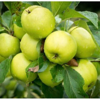 Яблуня Антонівка купить