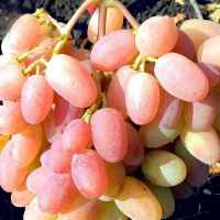 Виноград Аксія купить