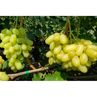 Виноград Блондинка купить