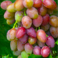 Виноград Веселка Загорулько купить