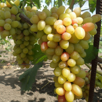 Виноград Магнат купить