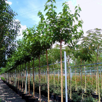 Шелковица  платанолистная бесплодная купить