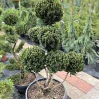 Тис средний Хиллии pompons купить