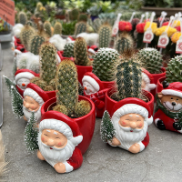 Кактус микс новогодний купить