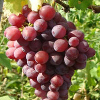 Виноград Нинель купить