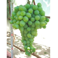 Виноград Подарок Запорожья купить