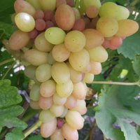 Виноград Роза ранняя мускат купить
