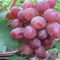 Виноград Тайфун Калугіна купить