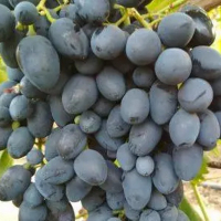 Виноград Кишмиш Багратион купить