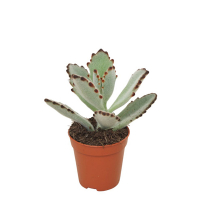 Каланхоэ Tomentosa купить