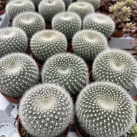 Пародія (Еріокактус) Хазельберга купить