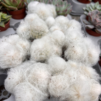 Псевдоеспостоа Melanostele купить