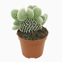 Опунция купить