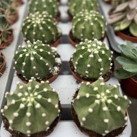 Eхінопсис купить