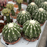 Мелокактус Maxonii Inermis купить