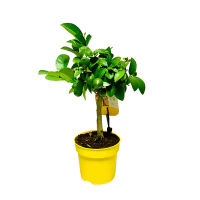 Цитрус Лимон купить