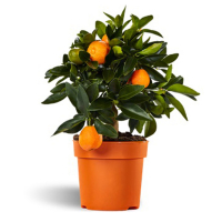 Цитрус Limetta Rossa-lime купить