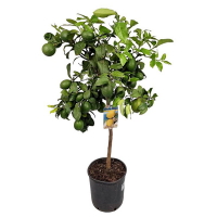 Цитрус Limone Lemon купить