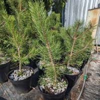 Сосна крымская С7 купить