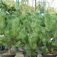 Сосна крымская С3 купить