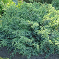 Можжевельник чешуйчатый Блю Свид купить