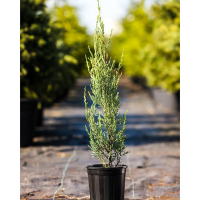 Ялівець Скельний Skyrocket купить