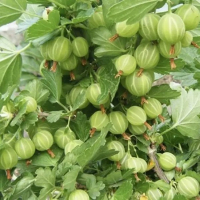 Крыжовник Зеленый дождь купить