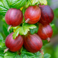 Крыжовник розовый купить