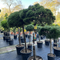 Сосна чорна Марі Брегон на штамбі купить