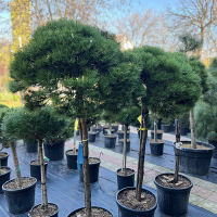 Сосна Банкса Арктис купить