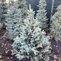 Ялина блакитна Kaibab 125/150 купить