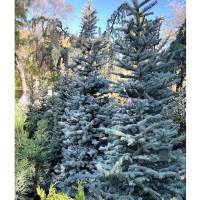 Ялина блакитна Kaibab 225/250 купить