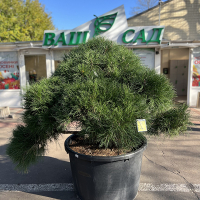 Сосна черная Austriaca Pompons купить