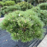 Сосна черная Пьеррик Брегон купить