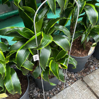 Опора для растений металлическая Дуга 180х800 мм купить