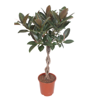 Фікус еластика Мелані купить