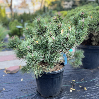 Сосна звичайна Blue Pearl купить