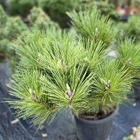 Сосна тунберга Сайонара купить