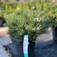 Сосна черная Нана купить