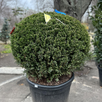 Тис ягідний куля купить