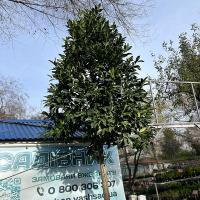 Падуб остролистный Castaneifolia купить