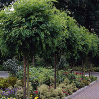 Робиния псевдоакация Умбракулифера купить