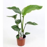 Стреліція Миколая купить