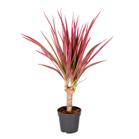 Драцена маргината Колорама купить