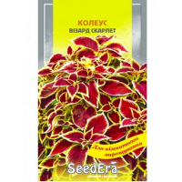 Колеус Візард Скарлет Seedera, 10 шт купить